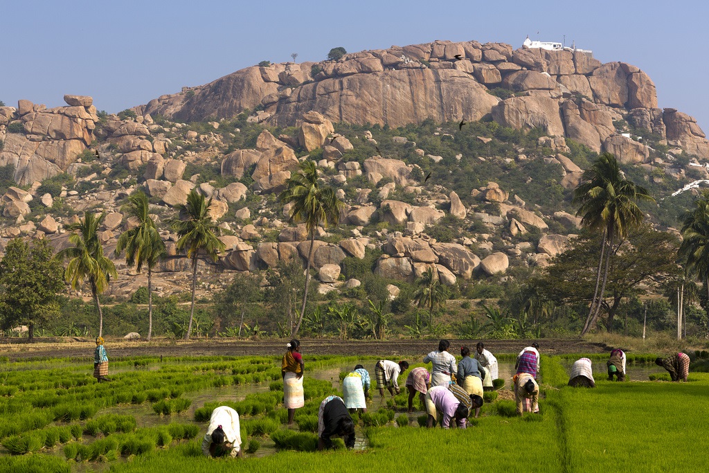Rice paddies at the feet of Hanuman Temple in Hampi