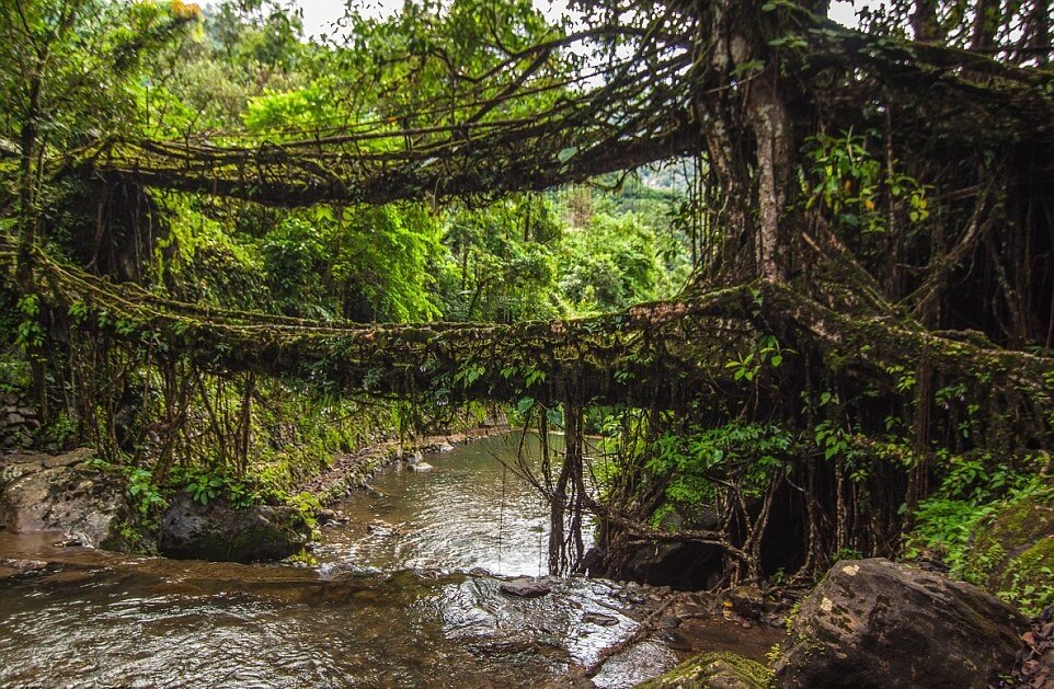 living root bridges of meghalaya