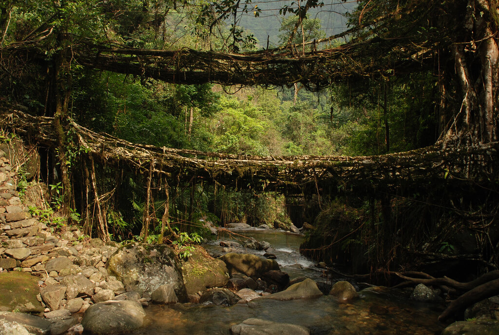 living root bridges of meghalaya