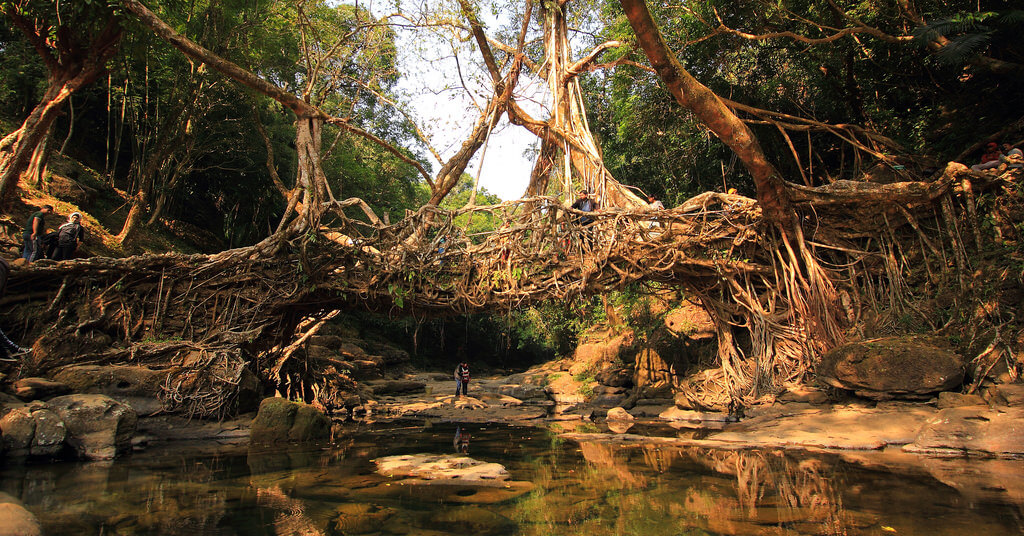 living root bridges of meghalaya