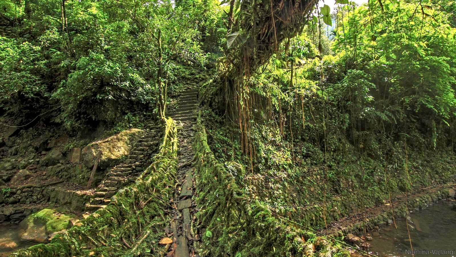 living root bridges of meghalaya